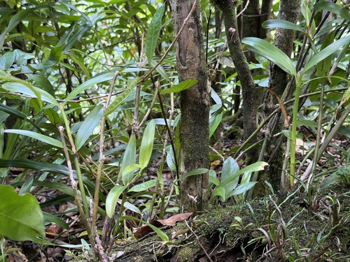Malaysian orchid (Scaphyglottis modesta)