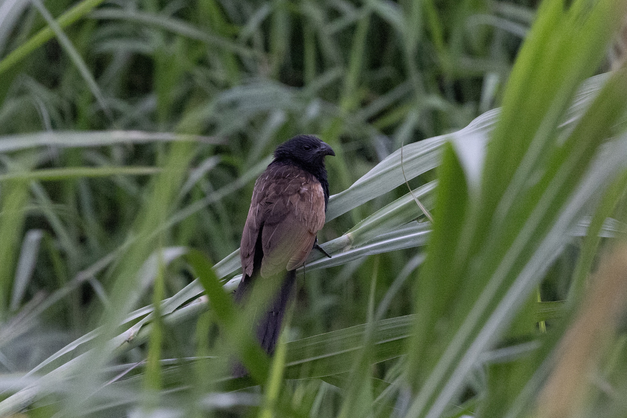 Lesser Coucal (Centropus bengalensis), photo 2