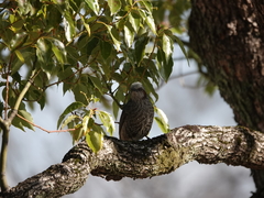 Hypsipetes amaurotis