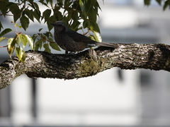 Hypsipetes amaurotis