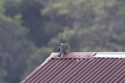 Spilopelia chinensis