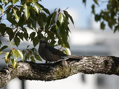 Hypsipetes amaurotis