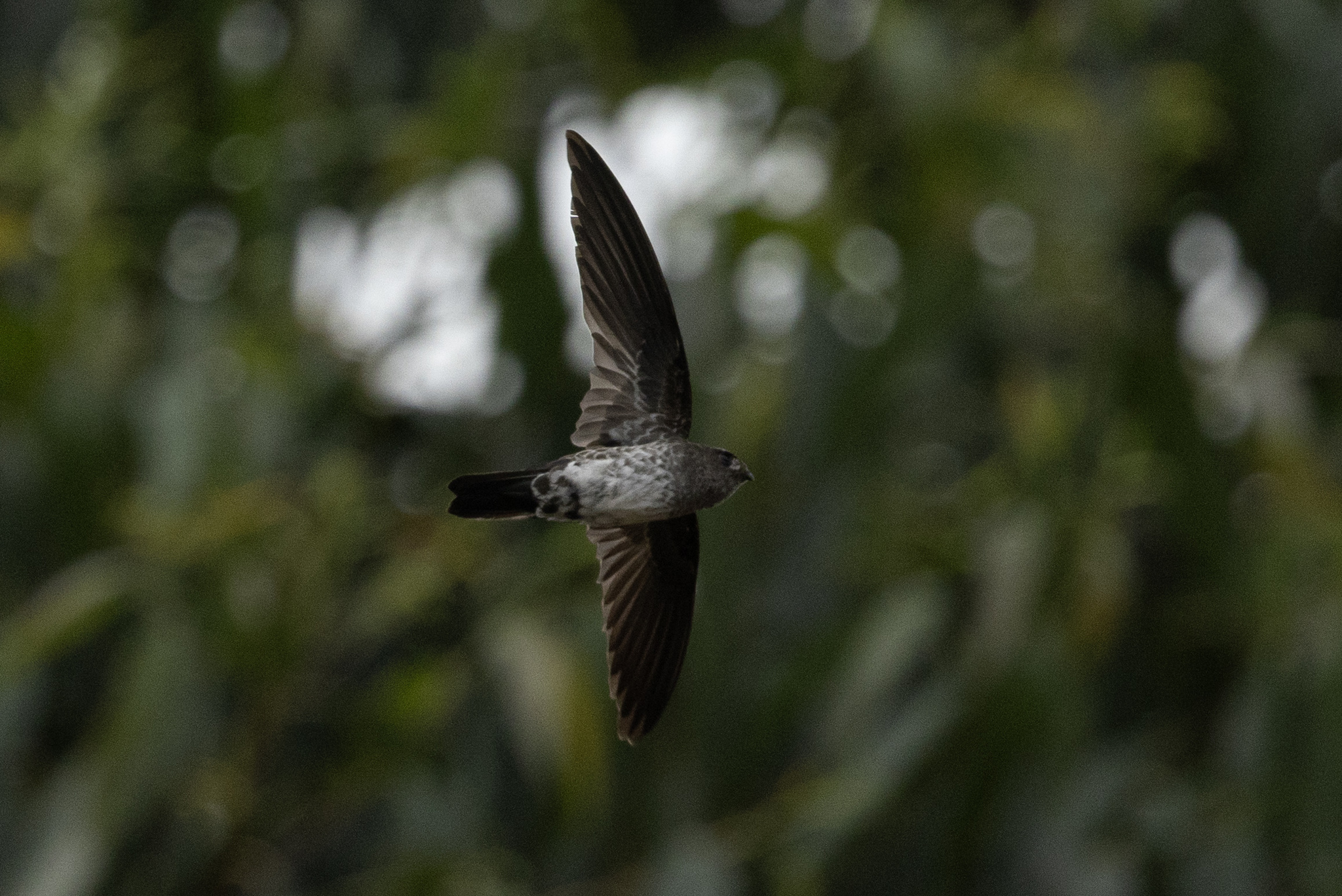 Plume-toed Swiftlet (Collocalia affinis), photo 1