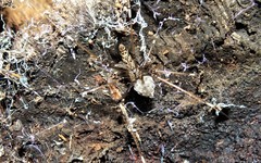 Smeringopus natalensis