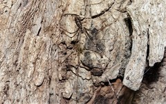 Smeringopus natalensis