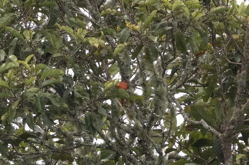 Sunda Minivet (Pericrocotus miniatus)