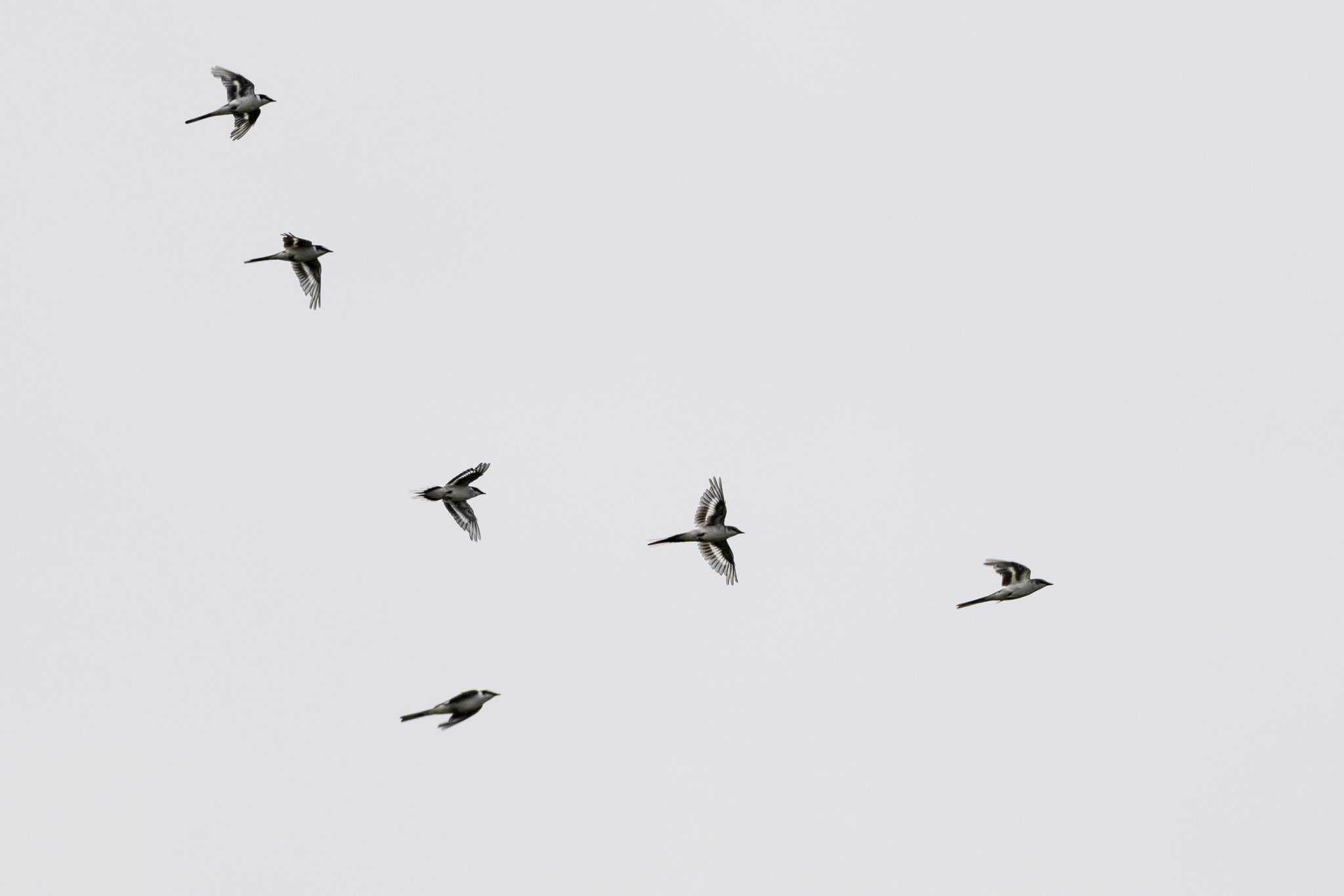 Ashy Minivet (Pericrocotus divaricatus), photo 1