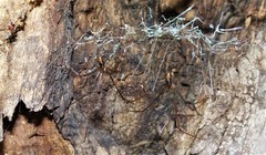 Smeringopus natalensis