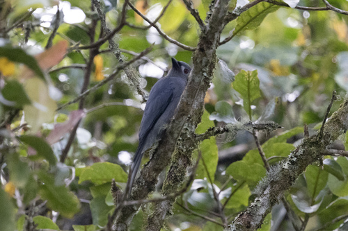 Dicrurus leucophaeus