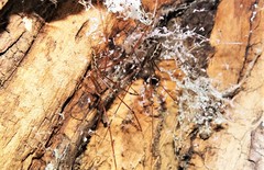 Smeringopus natalensis