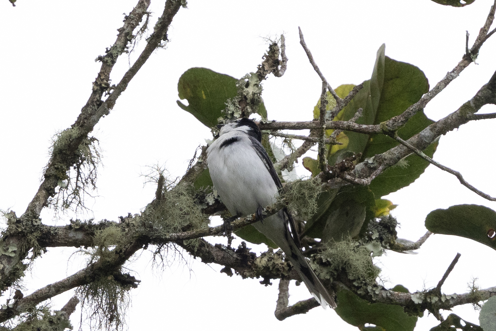Ashy Minivet (Pericrocotus divaricatus), photo 2
