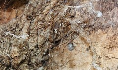 Smeringopus natalensis