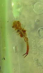 Eubranchipus vernalis