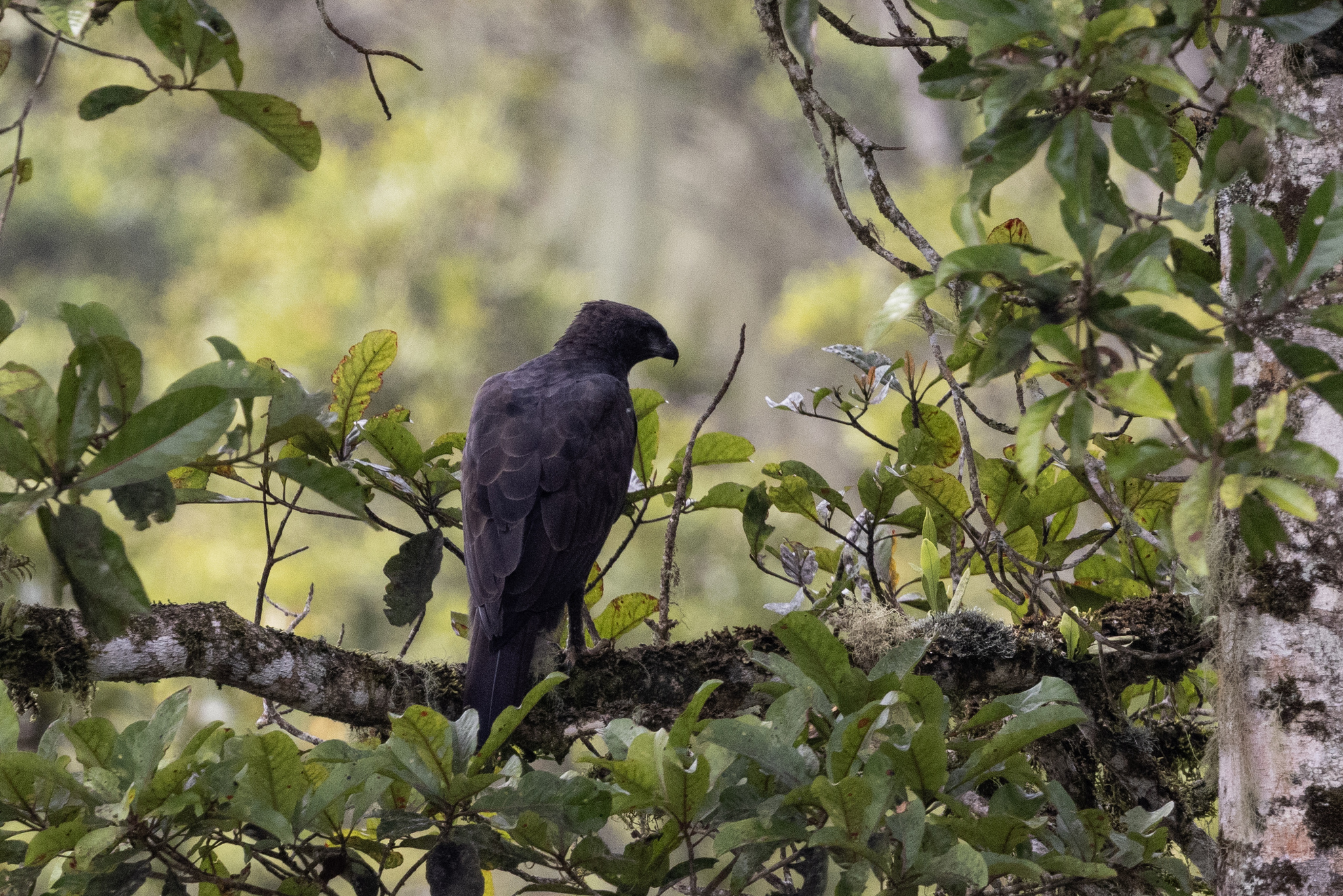 Changeable Hawk-Eagle (Nisaetus cirrhatus), photo 5