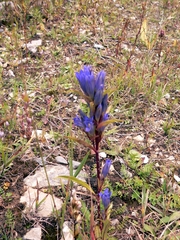 Gentiana tianschanica