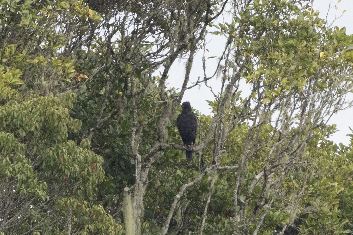 Changeable Hawk-Eagle (Nisaetus cirrhatus), photo 4