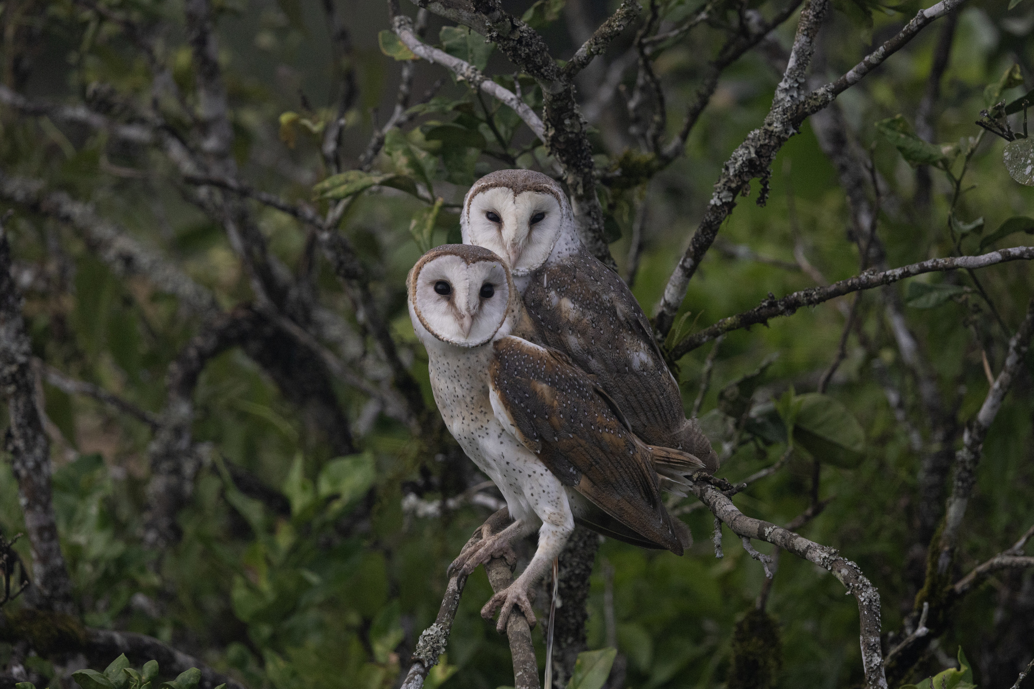 Eastern Barn Owl (Tyto javanica), photo 2