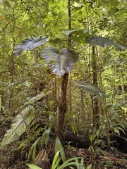 (c) novvictan, some rights reserved (CC BY) Anthurium grandifolium, photograph (c) novvictan, some rights reserved (CC BY)