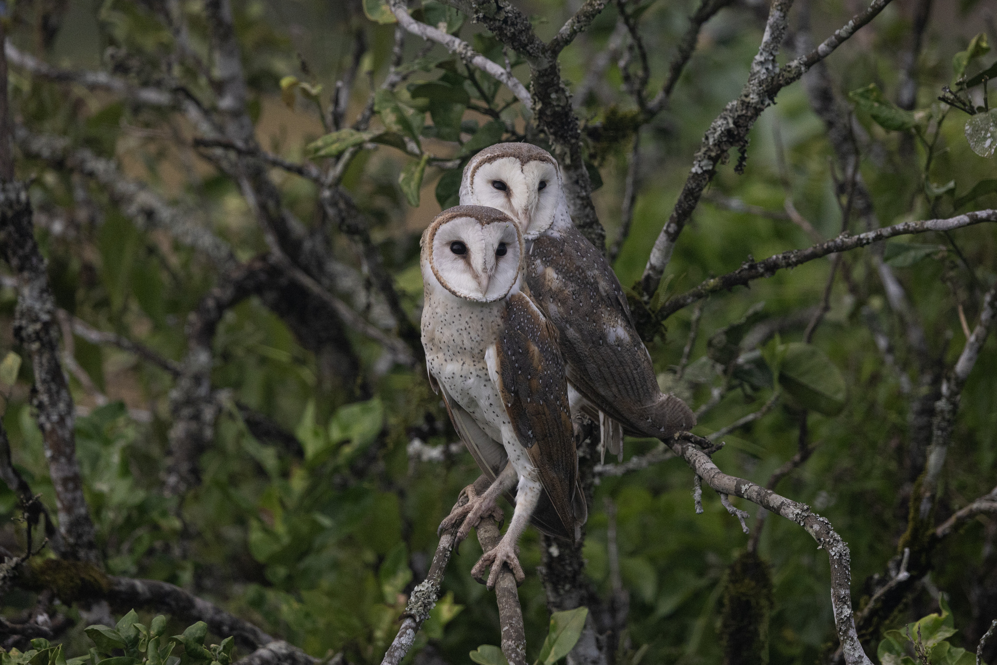 Eastern Barn Owl (Tyto javanica), photo 3