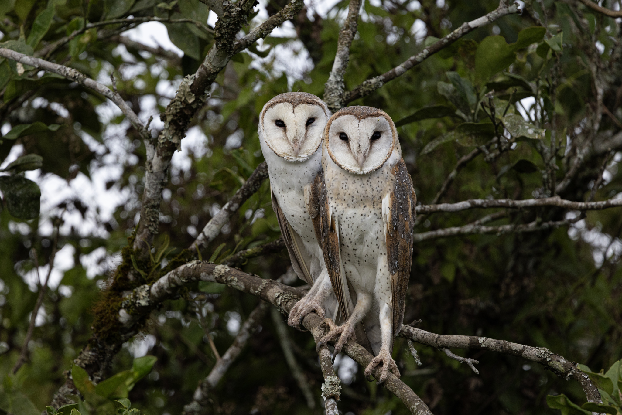 Eastern Barn Owl (Tyto javanica), photo 4