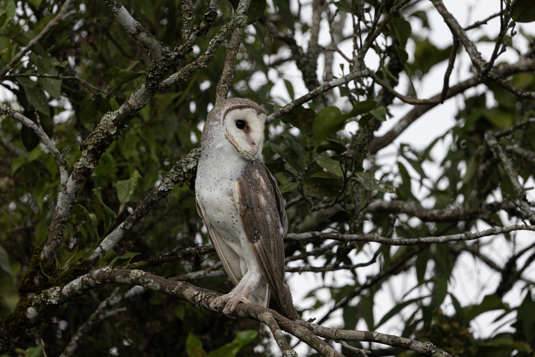 Eastern Barn Owl (Tyto javanica), photo 6
