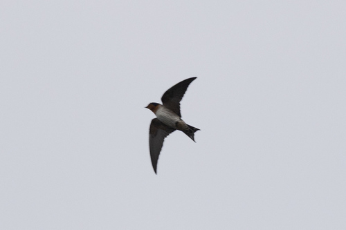 Hirundo javanica