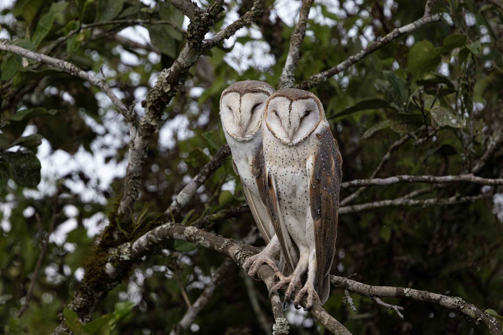 Eastern Barn Owl (Tyto javanica), photo 5