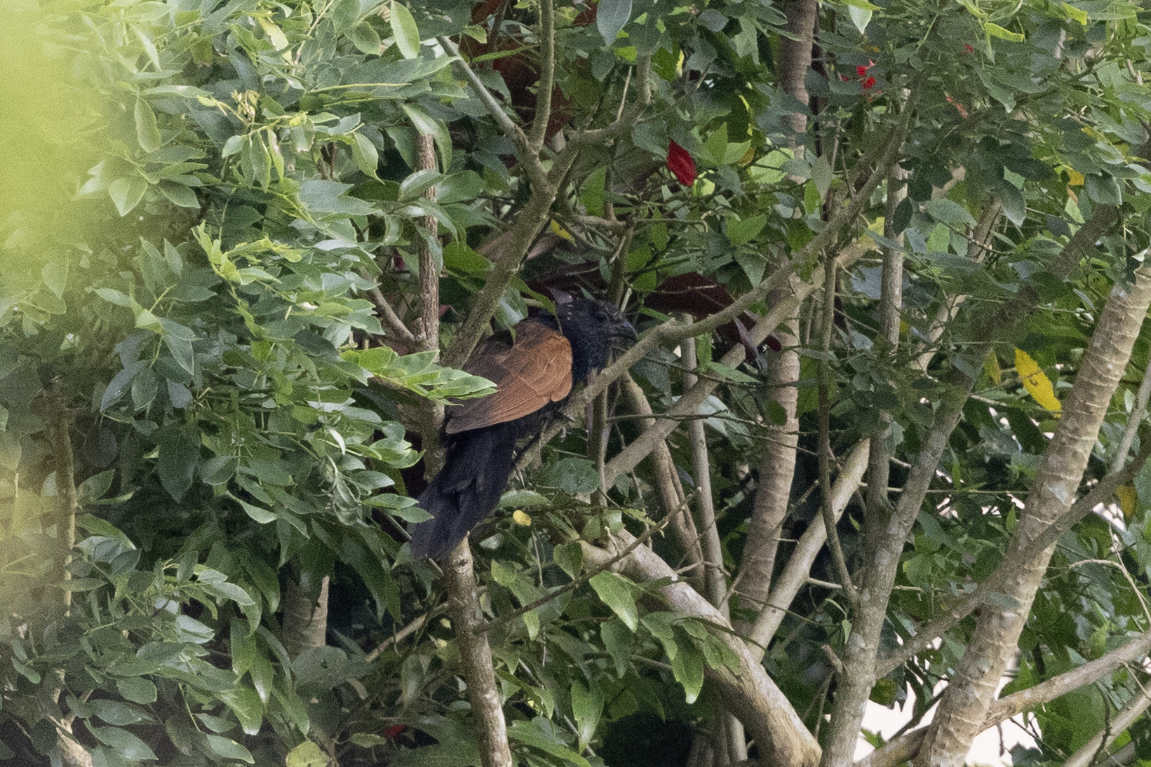 Lesser Coucal (Centropus bengalensis), photo 3