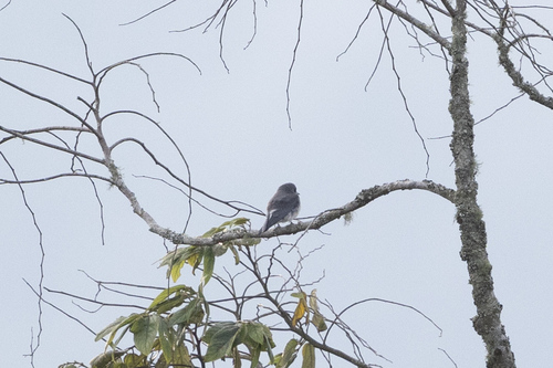 Artamus leucorhynchos