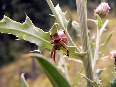 Araneus tartaricus