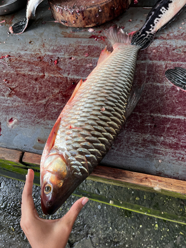 Golden shark (Leptobarbus hoevenii) — Cyprinidae — 3