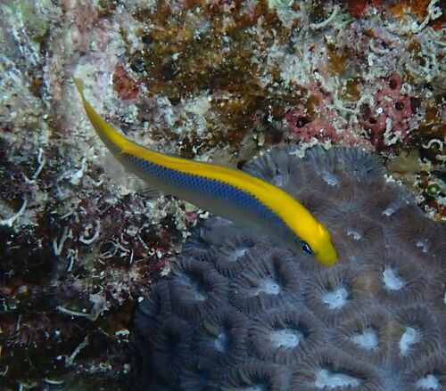 Sunrise dottyback (Pseudochromis flavivertex) — Pseudochromidae — 5