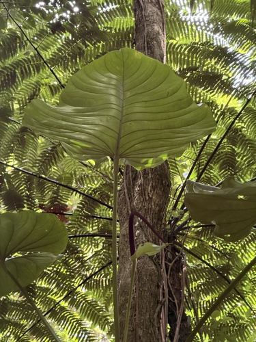 Junction root (Anthurium grandifolium)