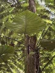 Anthurium grandifolium