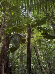 (c) novvictan, some rights reserved (CC BY) Anthurium grandifolium, photograph (c) novvictan, some rights reserved (CC BY)