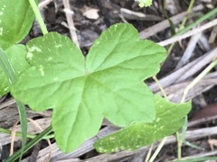 Hydrocotyle acutiloba
