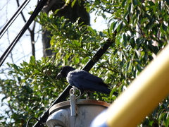 Corvus macrorhynchos