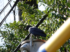 Corvus macrorhynchos