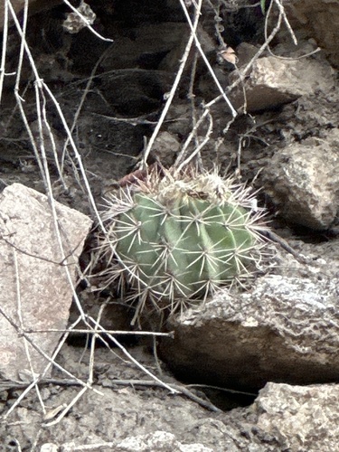Acanthocalycium spiniflorum, photograph 4