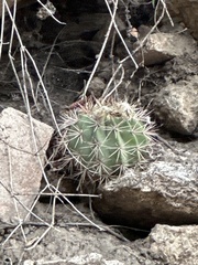 Acanthocalycium spiniflorum, photograph (c) Rosario Douglas, some rights reserved (CC BY)