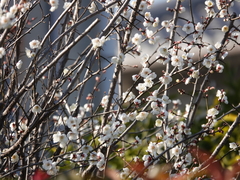 Prunus mume