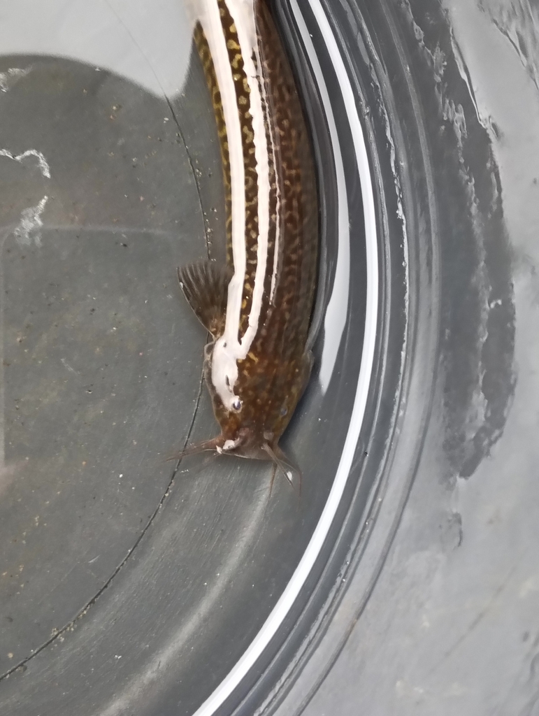 Capitan catfish (Eremophilus mutisii) — Trichomycteridae