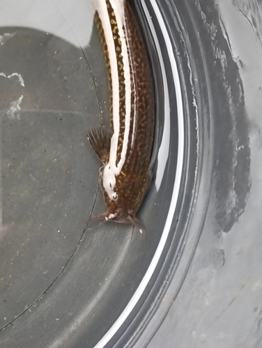 Capitan catfish (Eremophilus mutisii) — Trichomycteridae