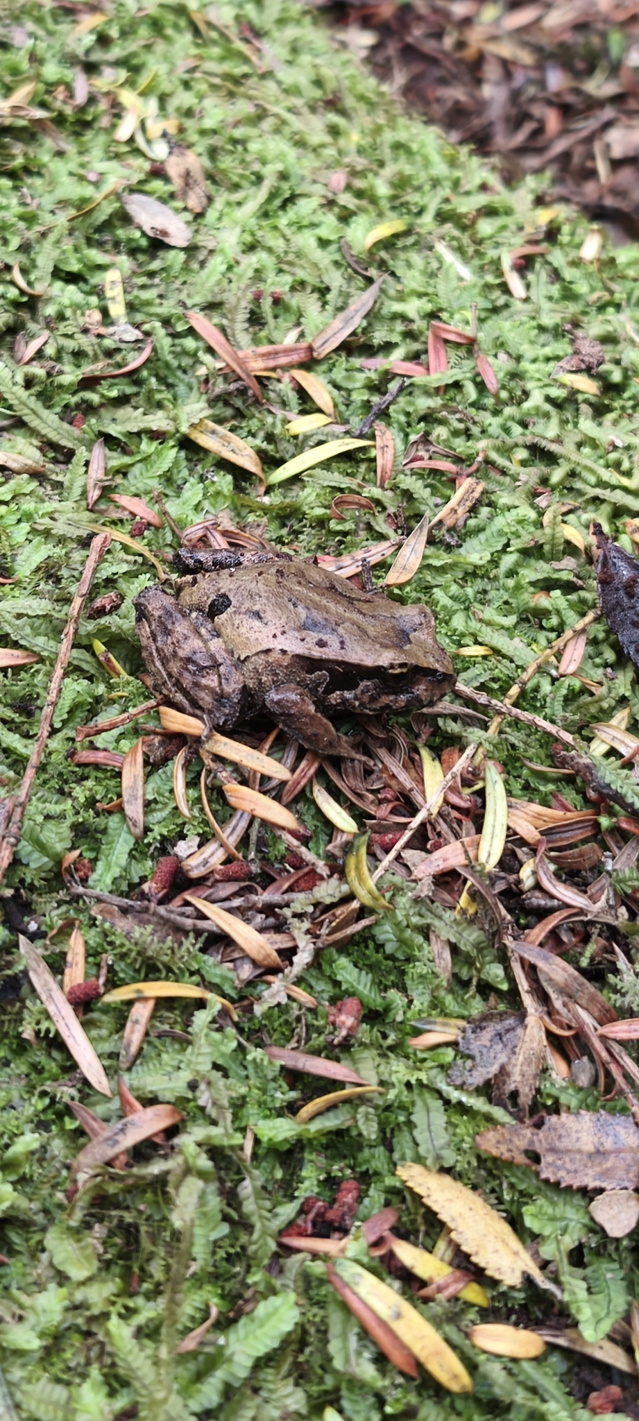 Eupsophus calcaratus (Günther, 1881)