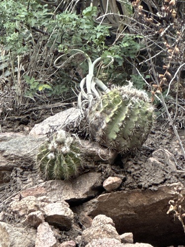 Acanthocalycium spiniflorum, photograph 3