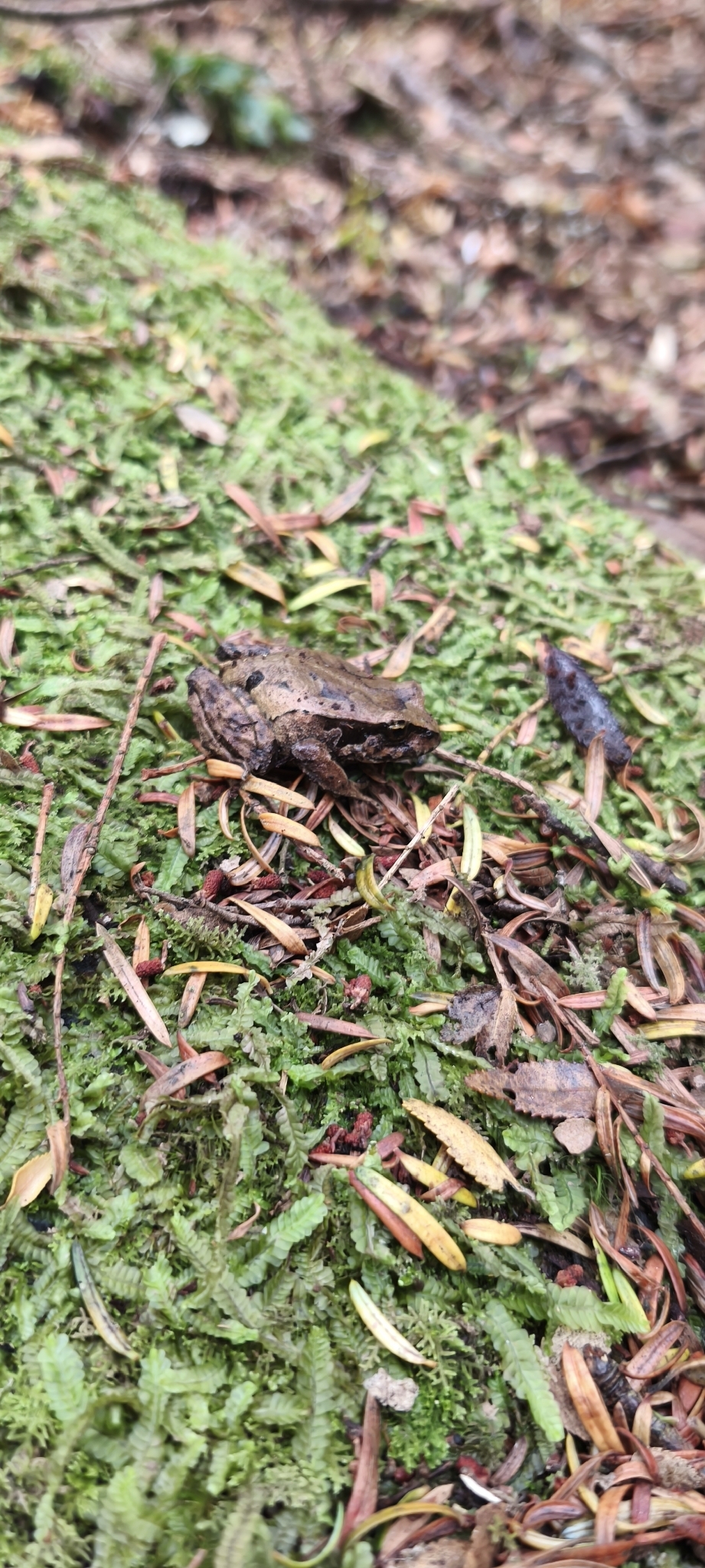 Eupsophus calcaratus (Günther, 1881)