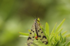 Panorpa similis