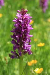 Dactylorhiza euxina