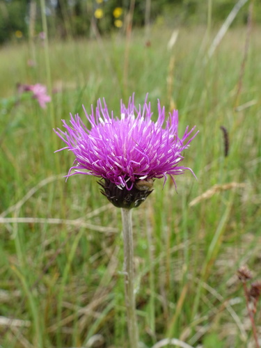 Meadow Thistle (Cirsium dissectum)