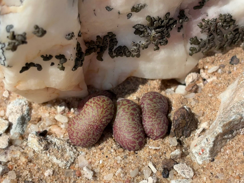 Tylecodon schaeferianus
